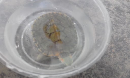 Labis Seng Huat Sdn Bhd 昇發有限公司